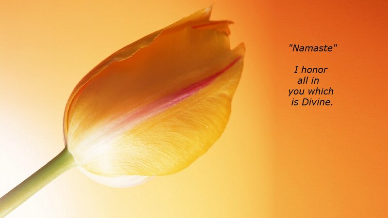 Tulip Flower Bud — Orange