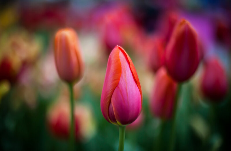 Tulip Flower Bud — Pink