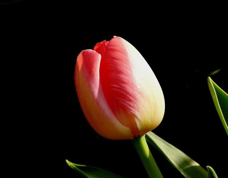 Tulip Flower Bud — Red