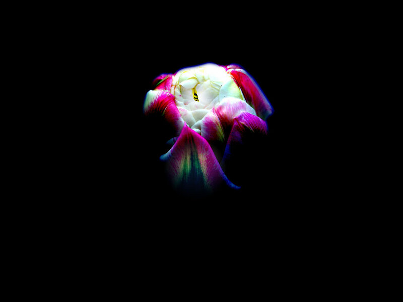Tulip Flower Bud