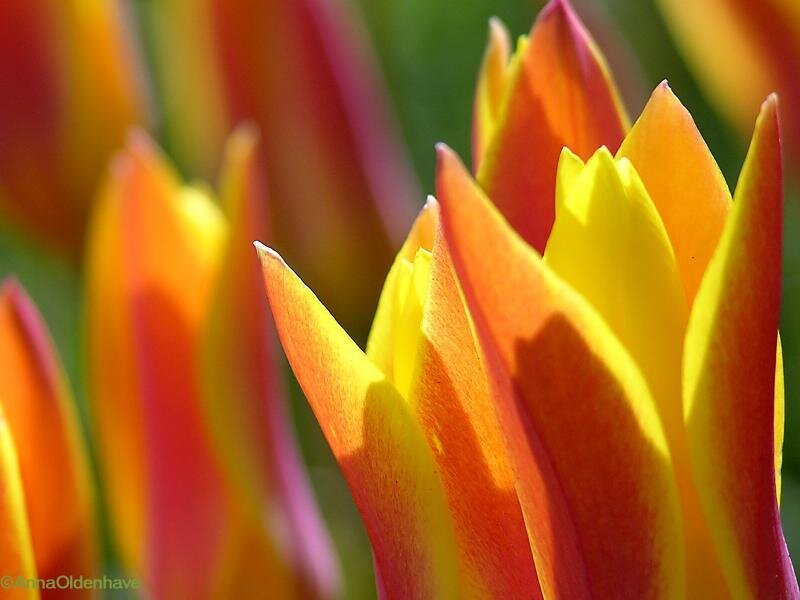 Tulip Flower Buds