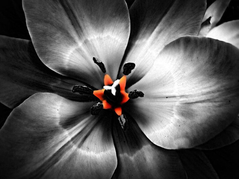 Tulip Flower Center — Black