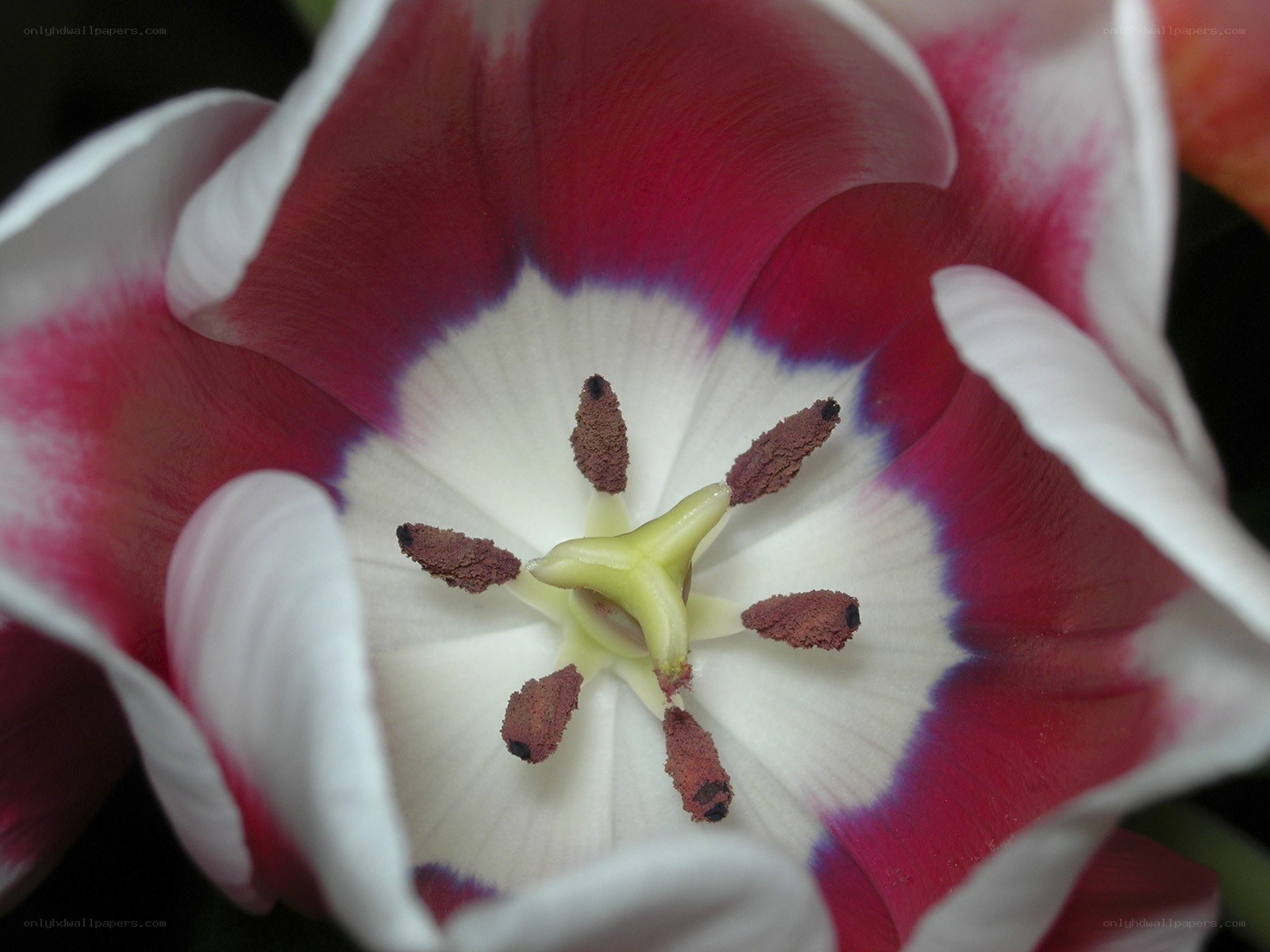 tulip flower center close-up