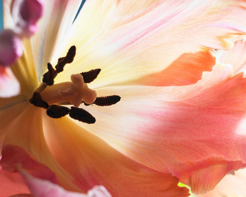 Tulip Flower Center — Pink