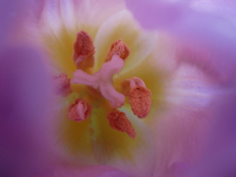 Tulip Flower Center — Purple