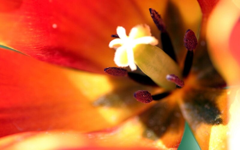 Tulip Flower Center — Red, Vibrant