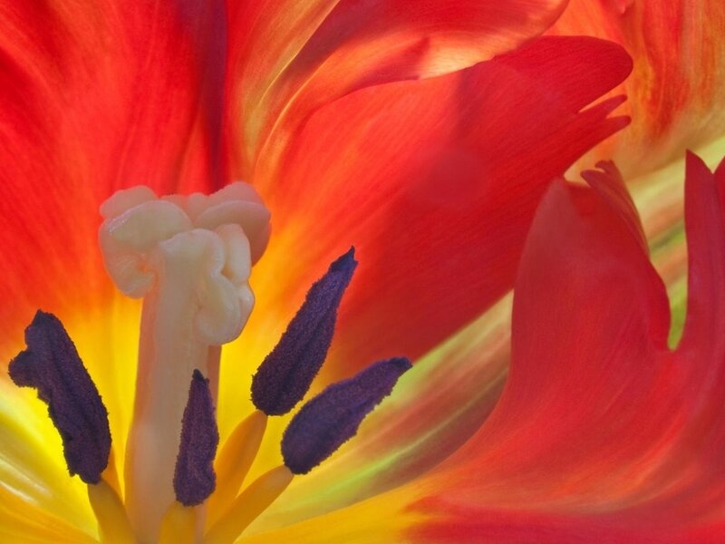 Tulip Flower Center