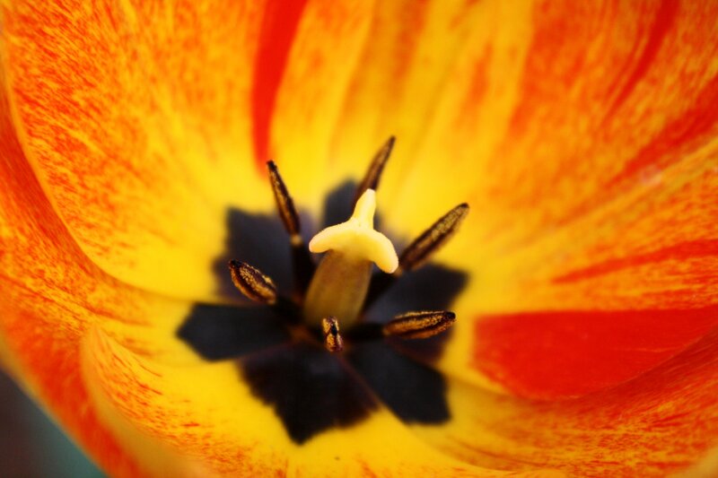 Tulip Flower Center — Yellow