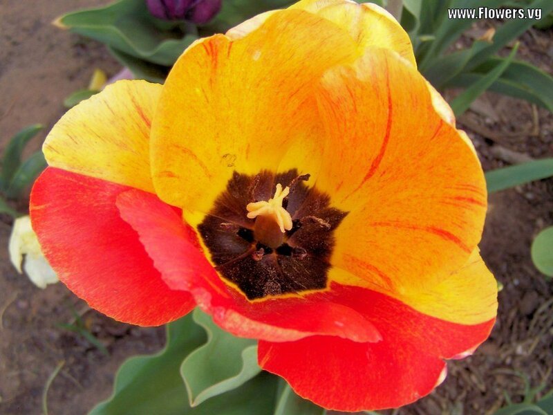 Tulip Flower Close-up — Red