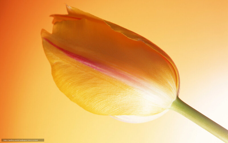 tulip flower close-up