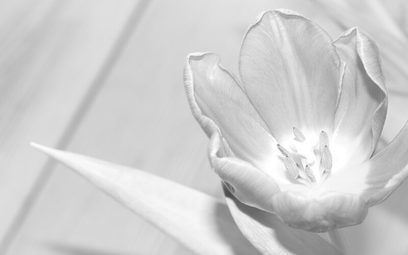 Tulip Flower Close-up — White