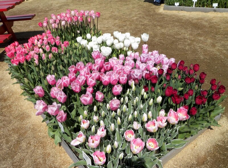 Tulip Flower Display — Pink