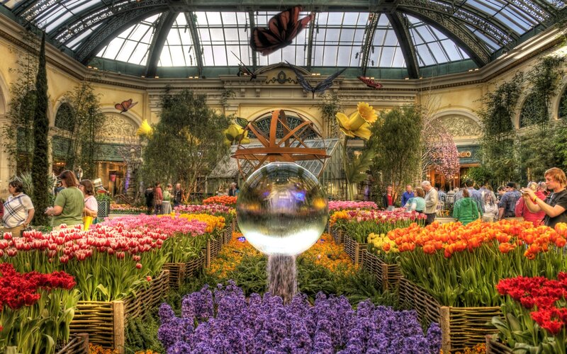 Tulip Flower Display