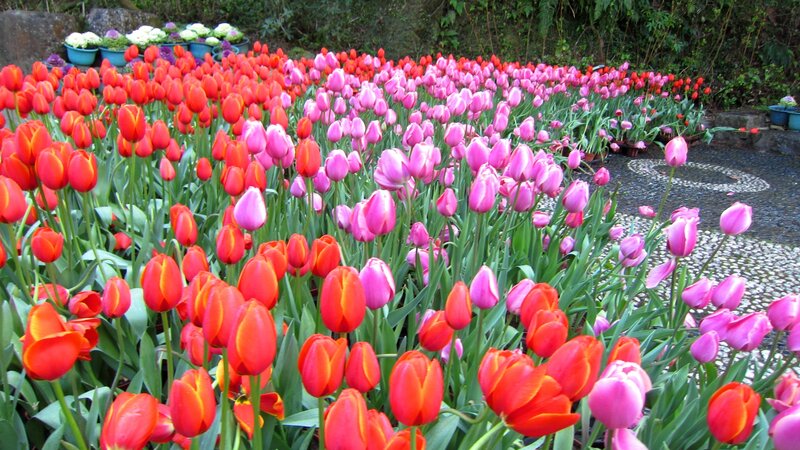 Tulip Flower Field