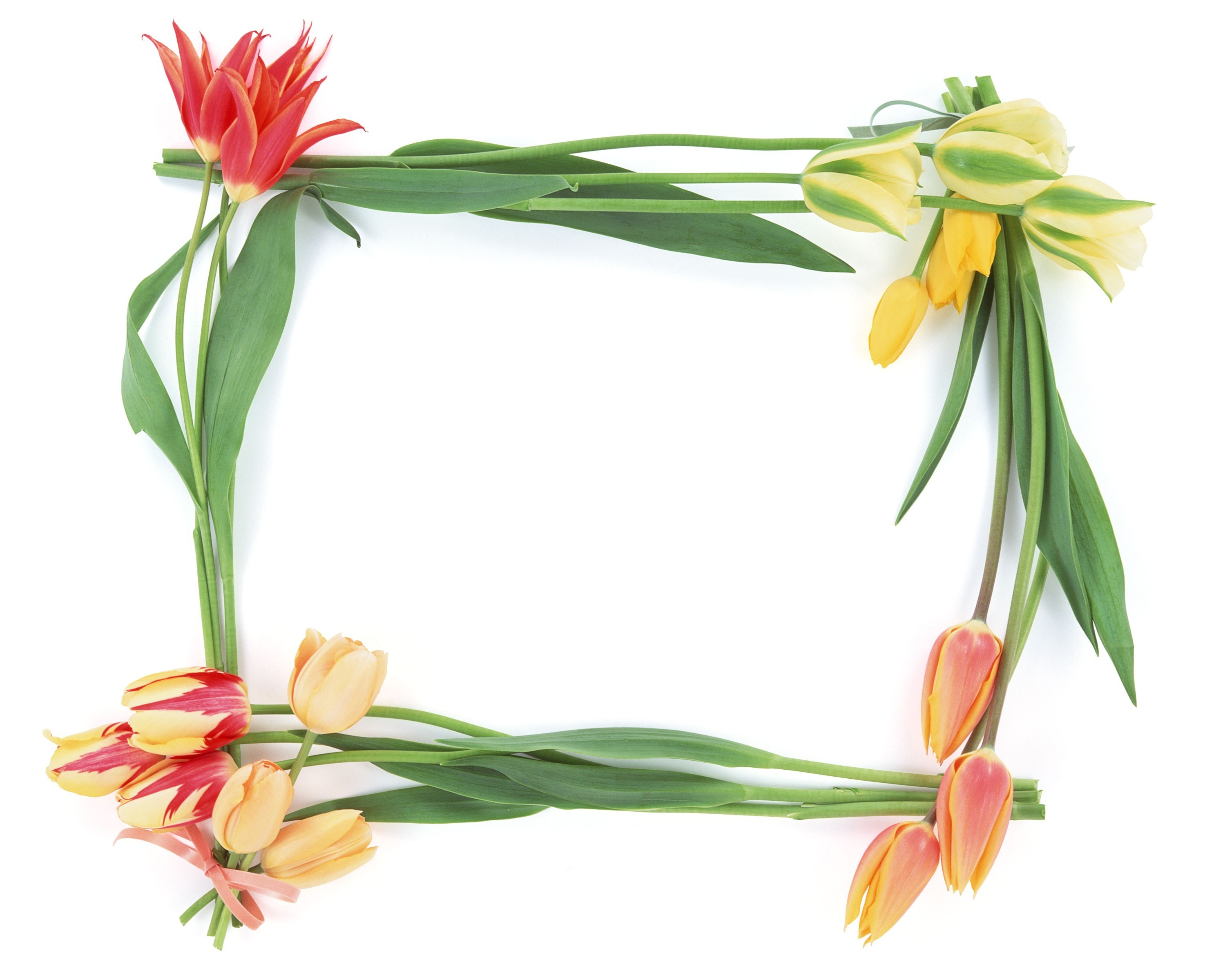 tulip flower frame