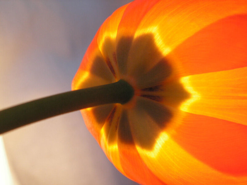 tulip flower from below