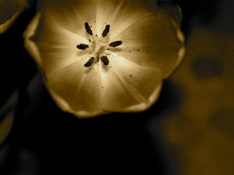 tulip flower from below