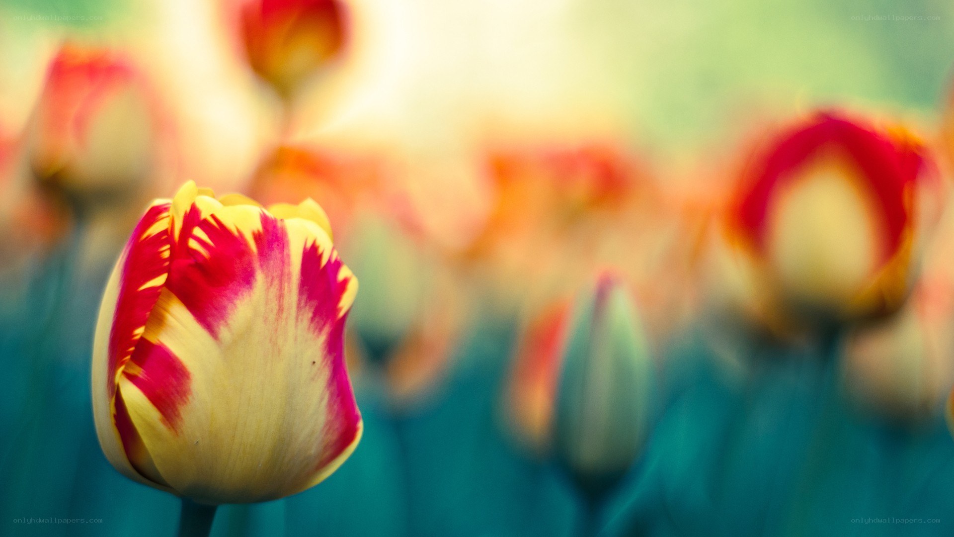 tulip flower in a field