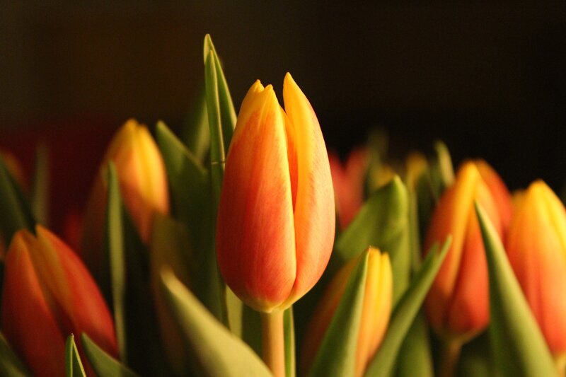 Tulip Flower in Bloom — Orange, Dramatic