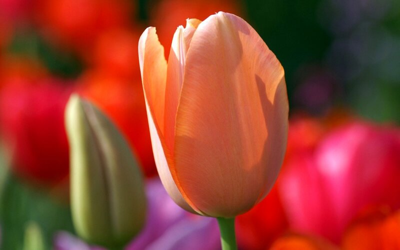 Tulip Flower in Bloom — Orange, Serene, Afternoon