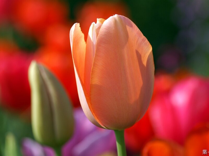 Tulip Flower in Bloom — Orange, Serene, Spring