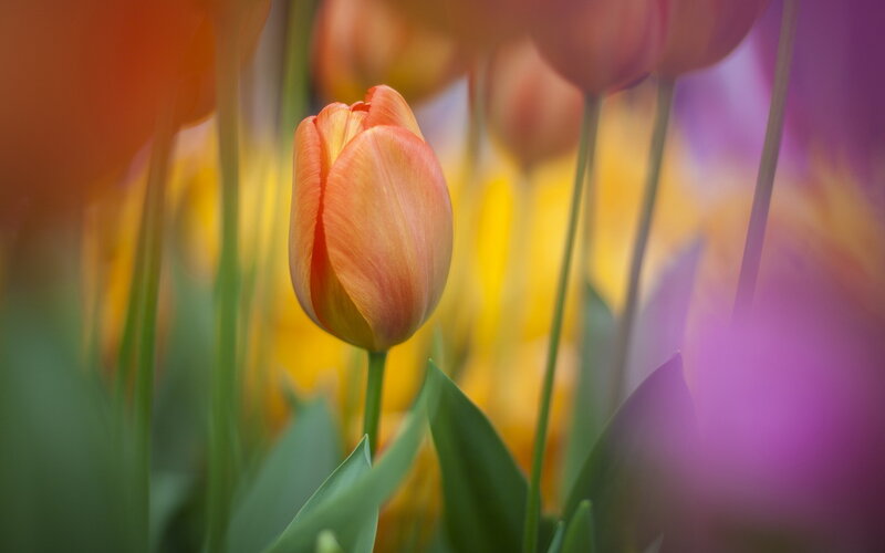 Tulip Flower in Bloom — Orange, Serene