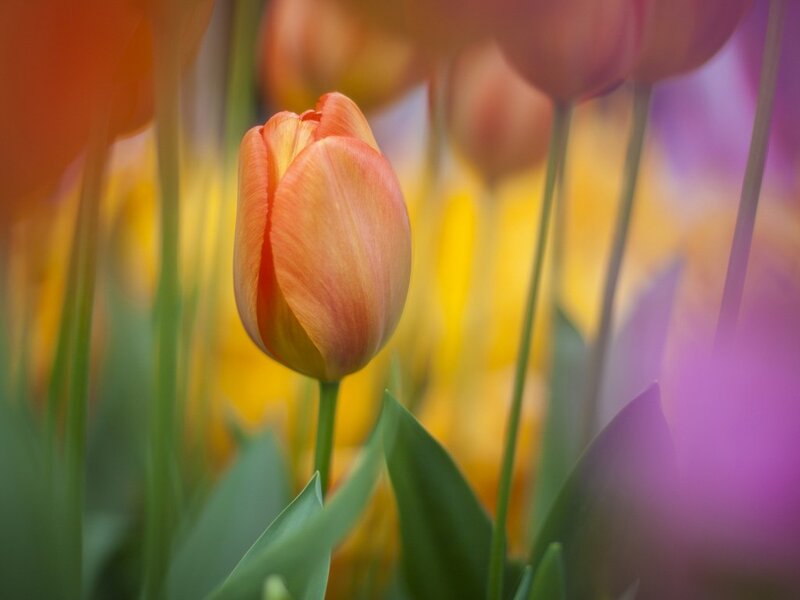 Tulip Flower in Bloom — Orange