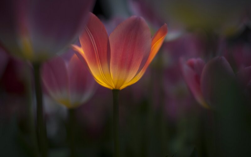 Tulip Flower in Bloom — Pink, Serene, Night