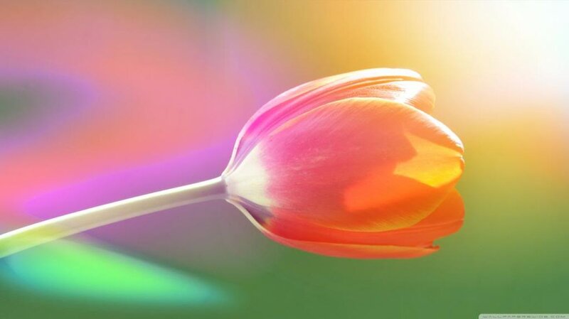 Tulip Flower in Bloom — Pink, Serene