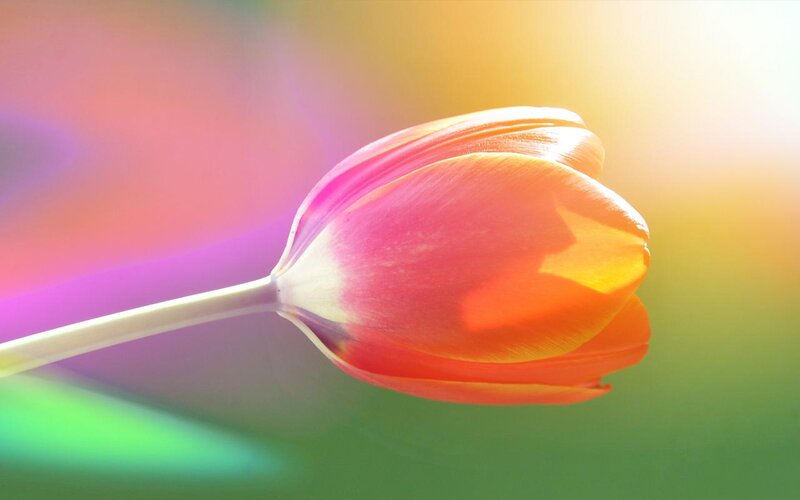Tulip Flower in Bloom — Pink
