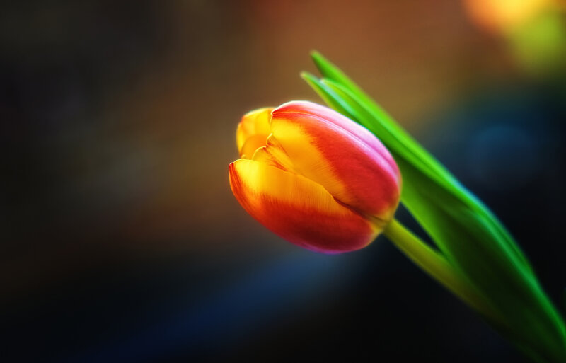 Tulip Flower in Bloom — Red, Dramatic, Photograph