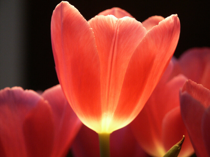 Tulip Flower in Bloom — Red, Dramatic
