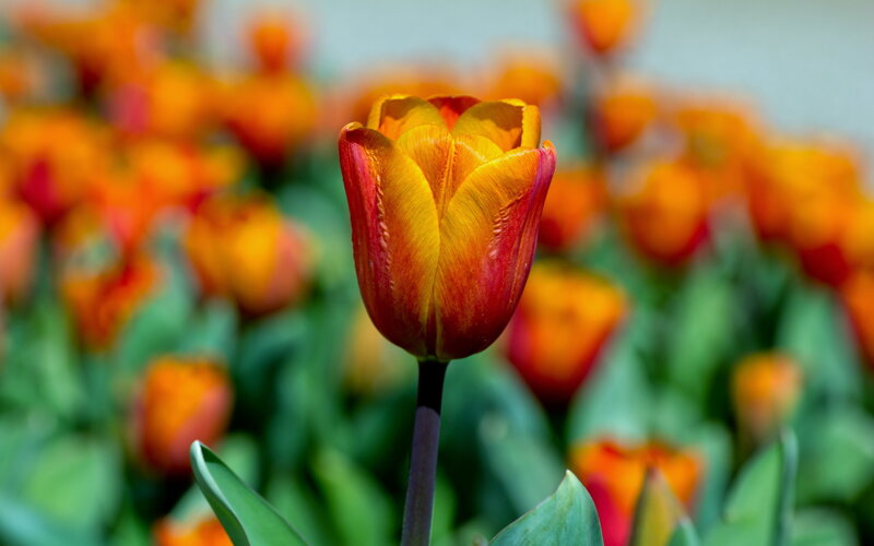 Tulip Flower in Bloom — Red, Serene, Spring