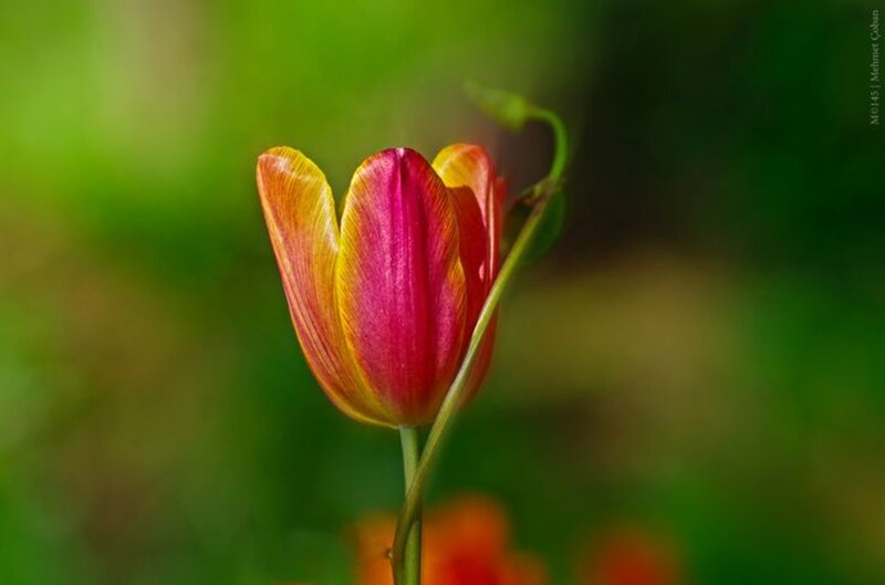 Tulip Flower in Bloom — Red, Serene