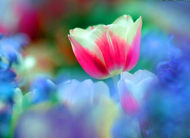 Tulip Flower in Bloom