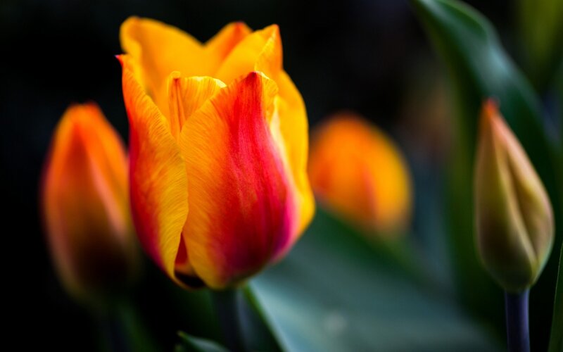 Tulip Flower in Bloom — Yellow, Dramatic, Photograph