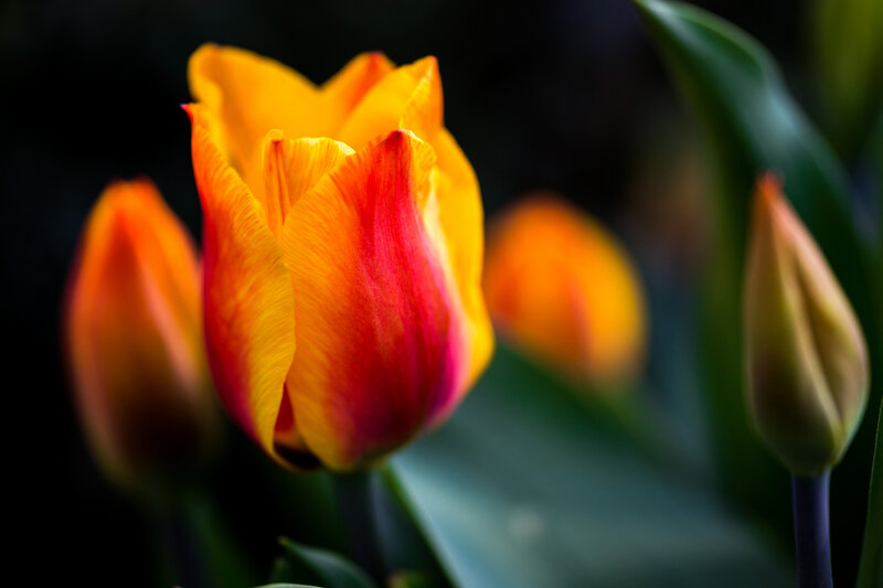 Tulip Flower in Bloom — Yellow, Dramatic