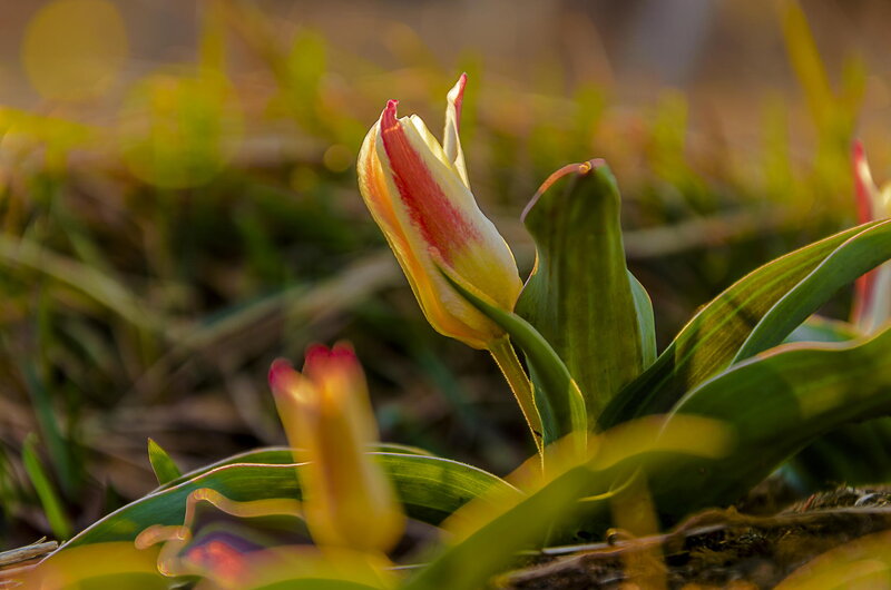 Tulip Flower in Bloom — Yellow, Serene, Morning