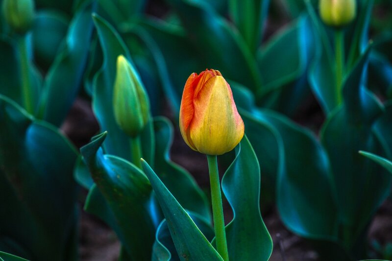 Tulip Flower in Bloom — Yellow, Serene