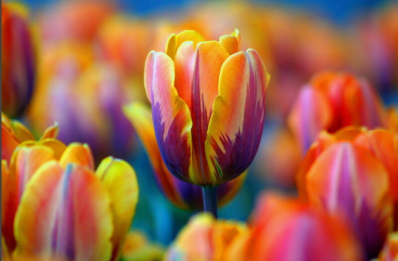 Tulip Flower in Bloom — Yellow
