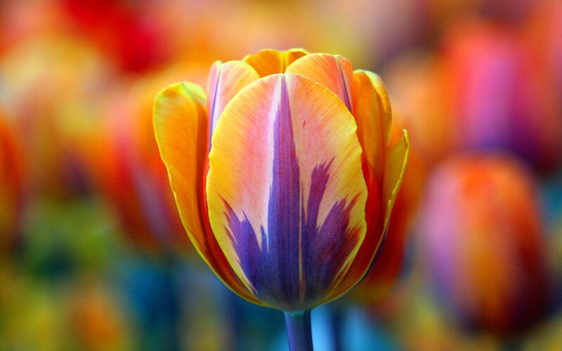 Tulip Flower in Bloom — Yellow, Vibrant, Spring