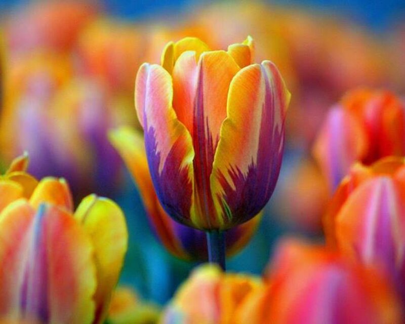 Tulip Flower in Bloom — Yellow, Vibrant