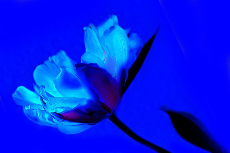 Tulip Flower in Blue Light