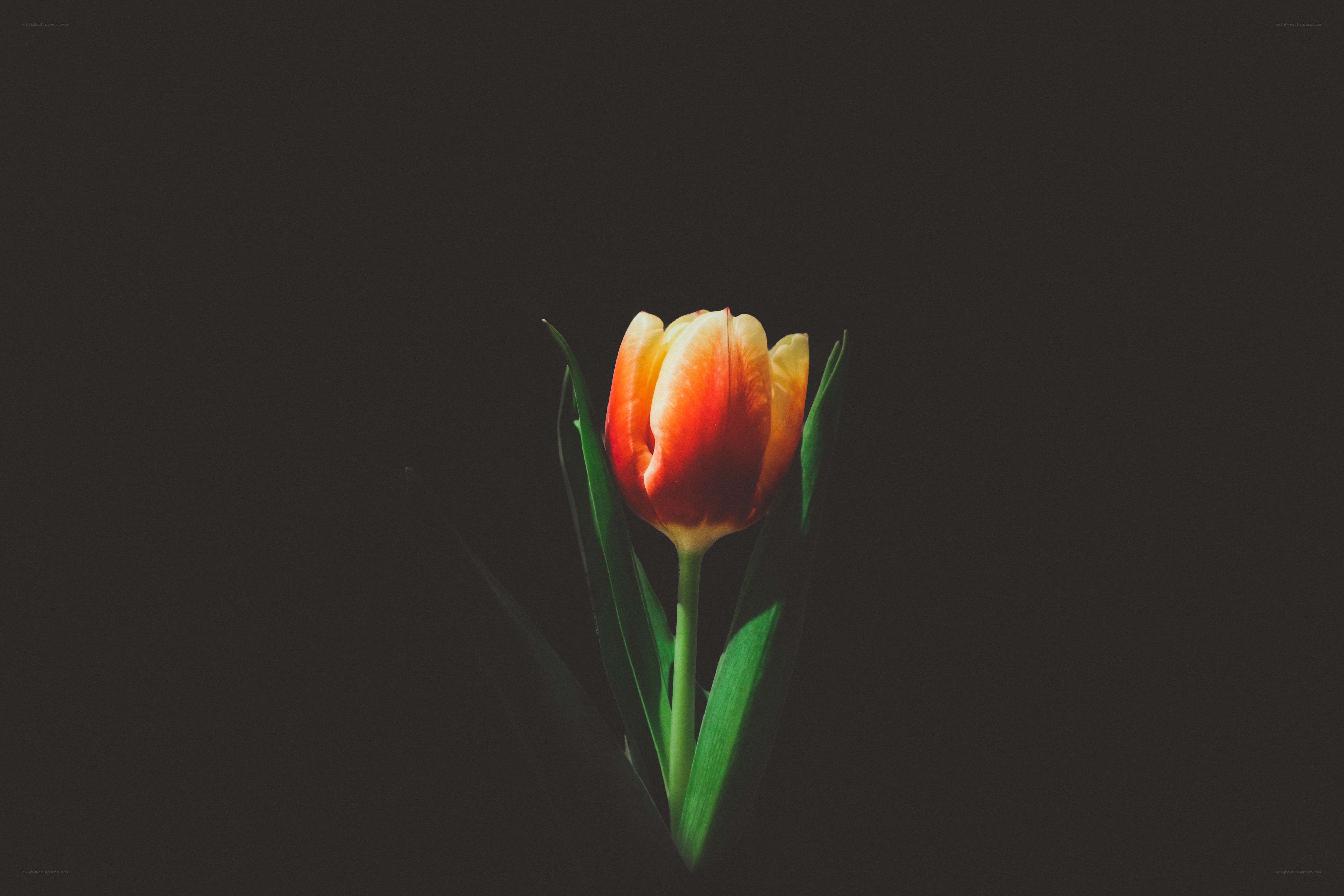 tulip flower in dark background