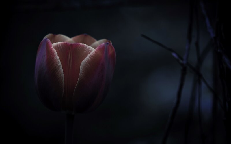 Tulip Flower in Darkness — Purple