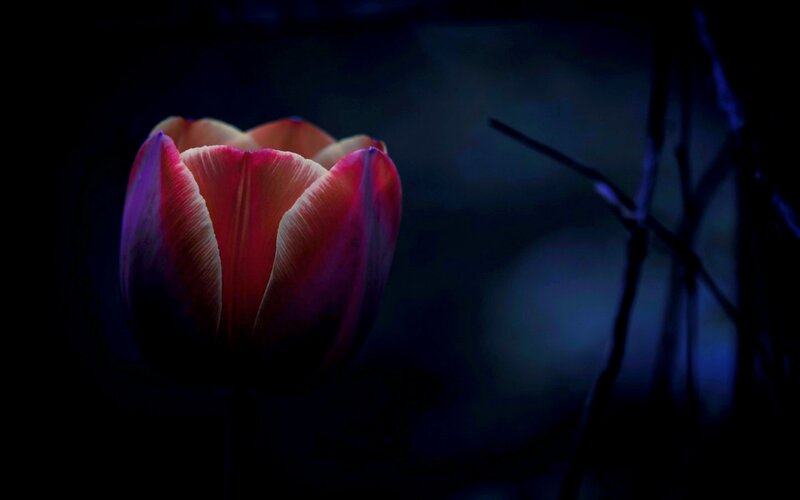 Tulip Flower in Darkness