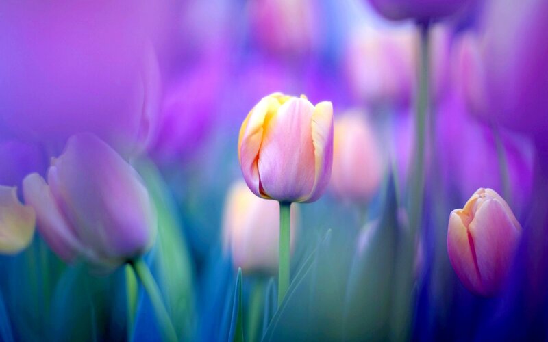 Tulip Flower in Field