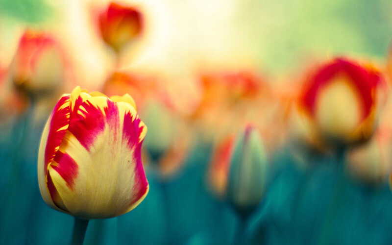 Tulip Flower in Field — Yellow