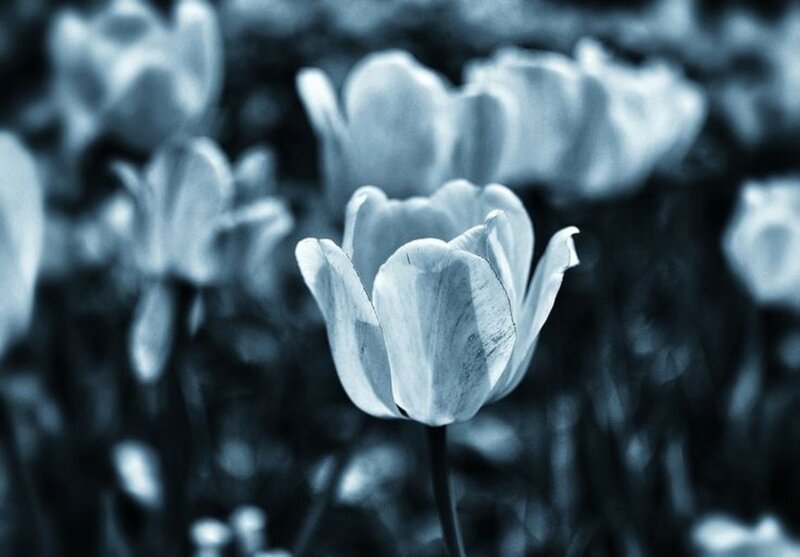 Tulip Flower in Focus — Blue