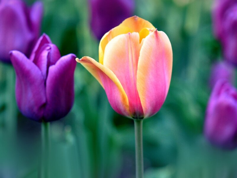 Tulip Flower in Garden — Pink